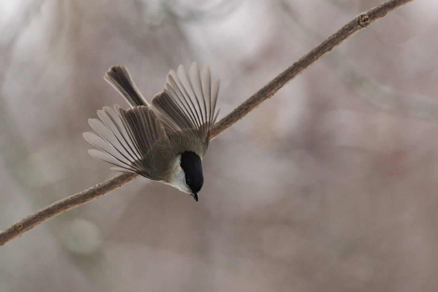, Евгени Стефанов