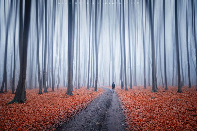 a man alone with himself sam dark forest trees path road mist magic dranikowski foggy morning autumn fall A man alone with himself фото превью