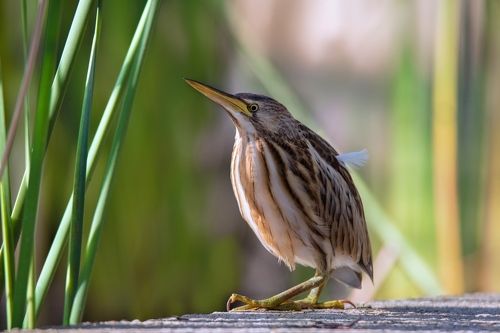 Маленькая трогательная гостья прилетела к нам зимовать