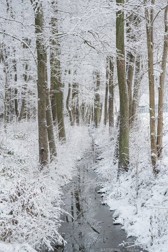 зима, лес, пейзаж, Сипаева Катерина