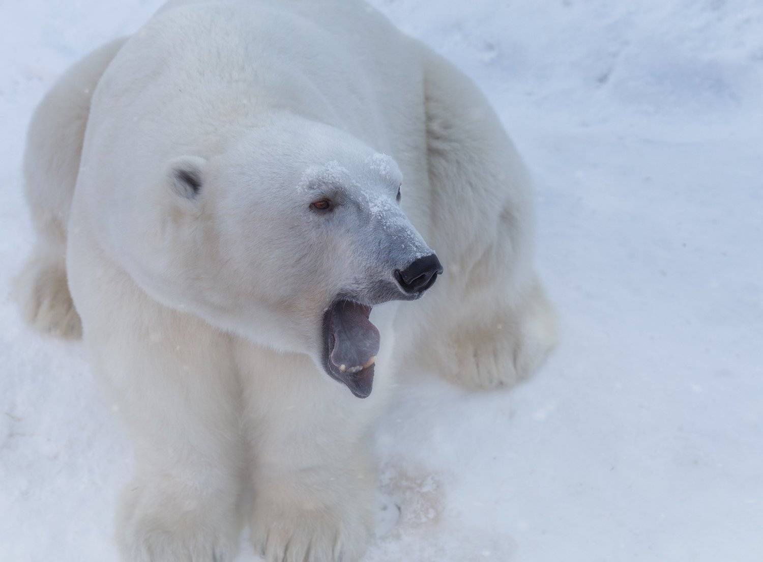 , Олег Богданов