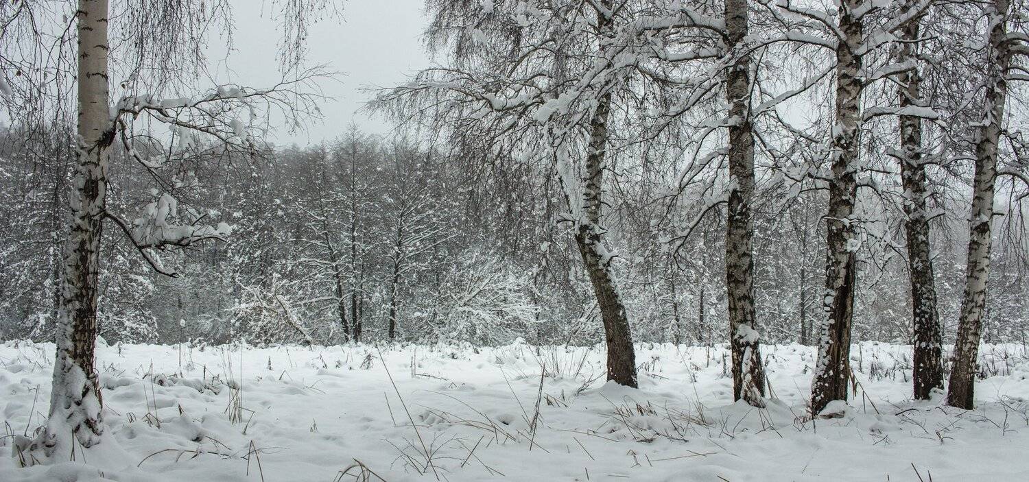 лес, зима, снег, туман, Руслан Востриков