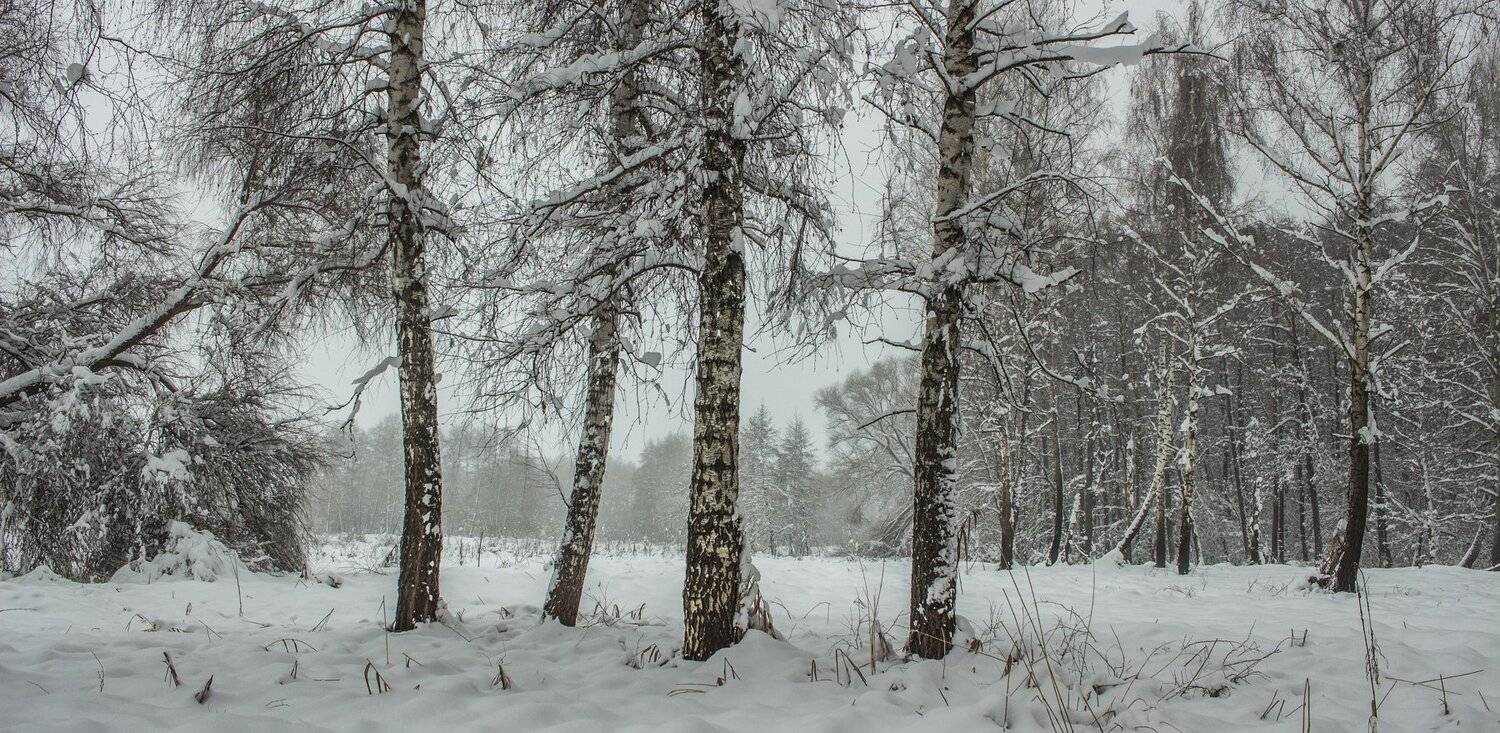 лес, зима, снег, туман, Руслан Востриков