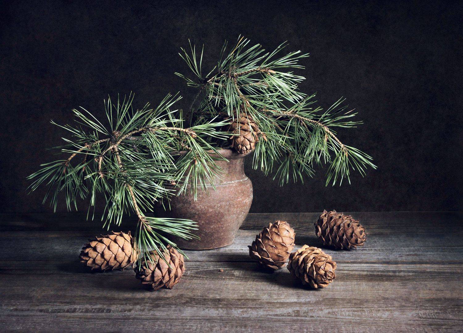 Шишки кедровые, горшок, Вера Лопатина