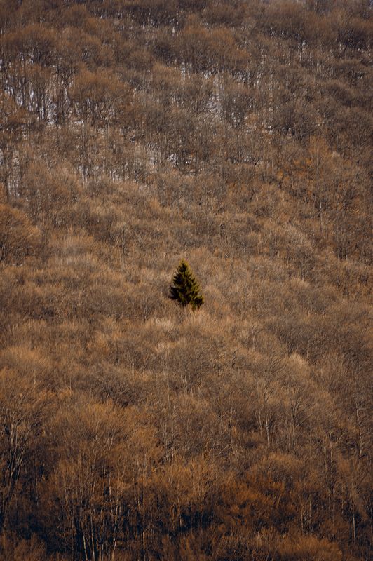 serbia, nature, forest, mountain, slope, tree, alone, isolated, separated, сербия, природа, лес, гора, склон, дерево, один, изолированный, отделенный, Destiny фото превью