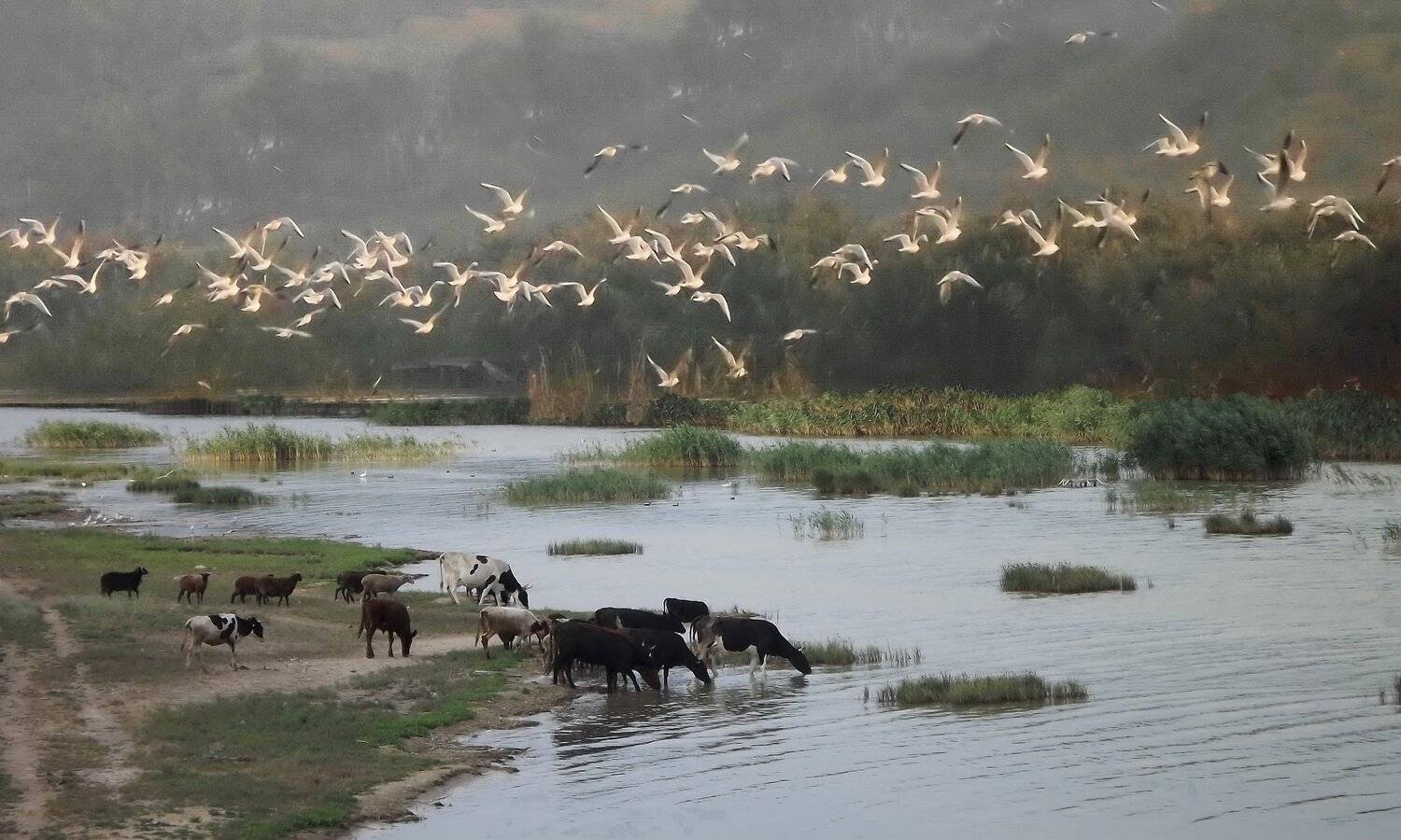 одесса, Сергей Кошелев
