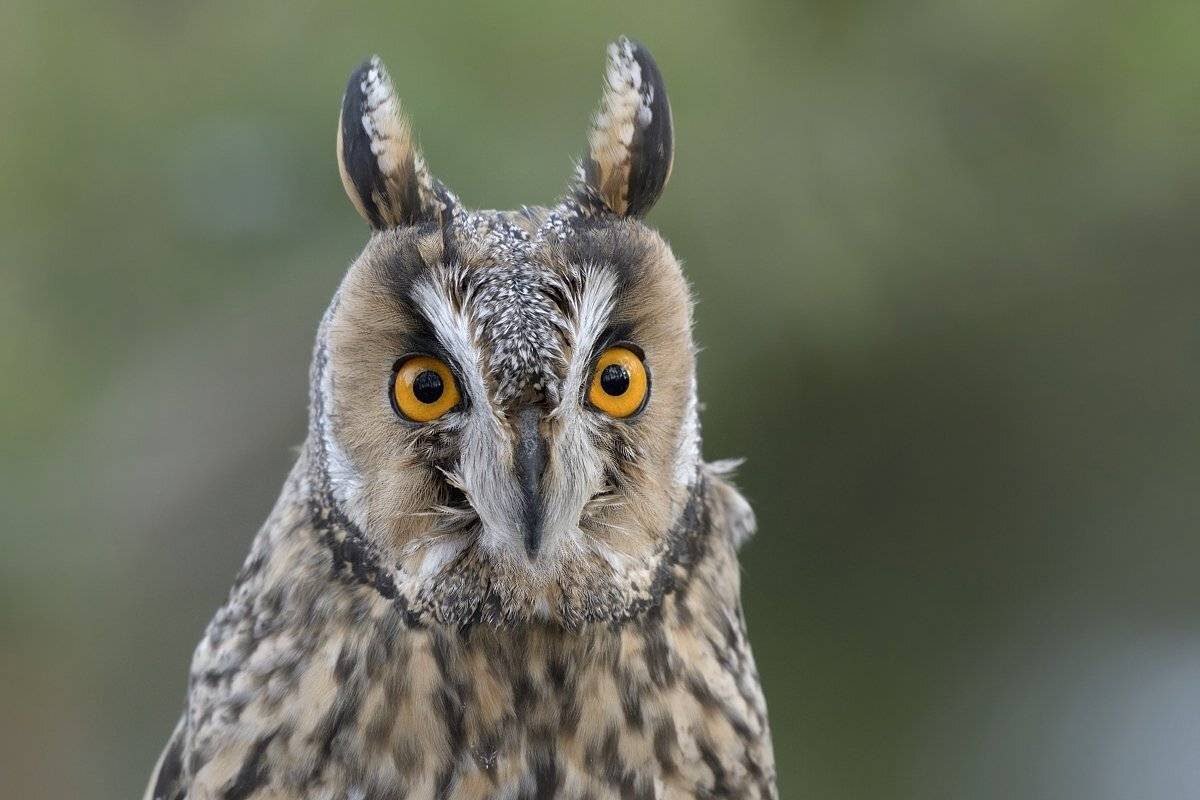 птицы birds, Jaroslav Mego