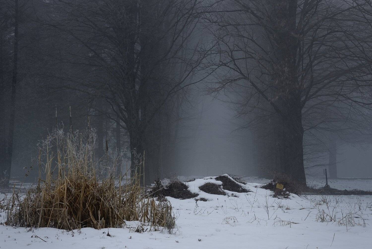 зима лес снег утро туман, Александр Жарников