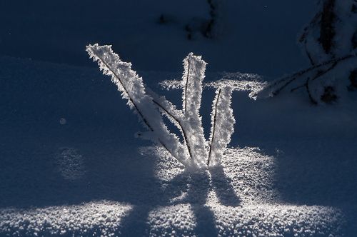 Рождественское макро