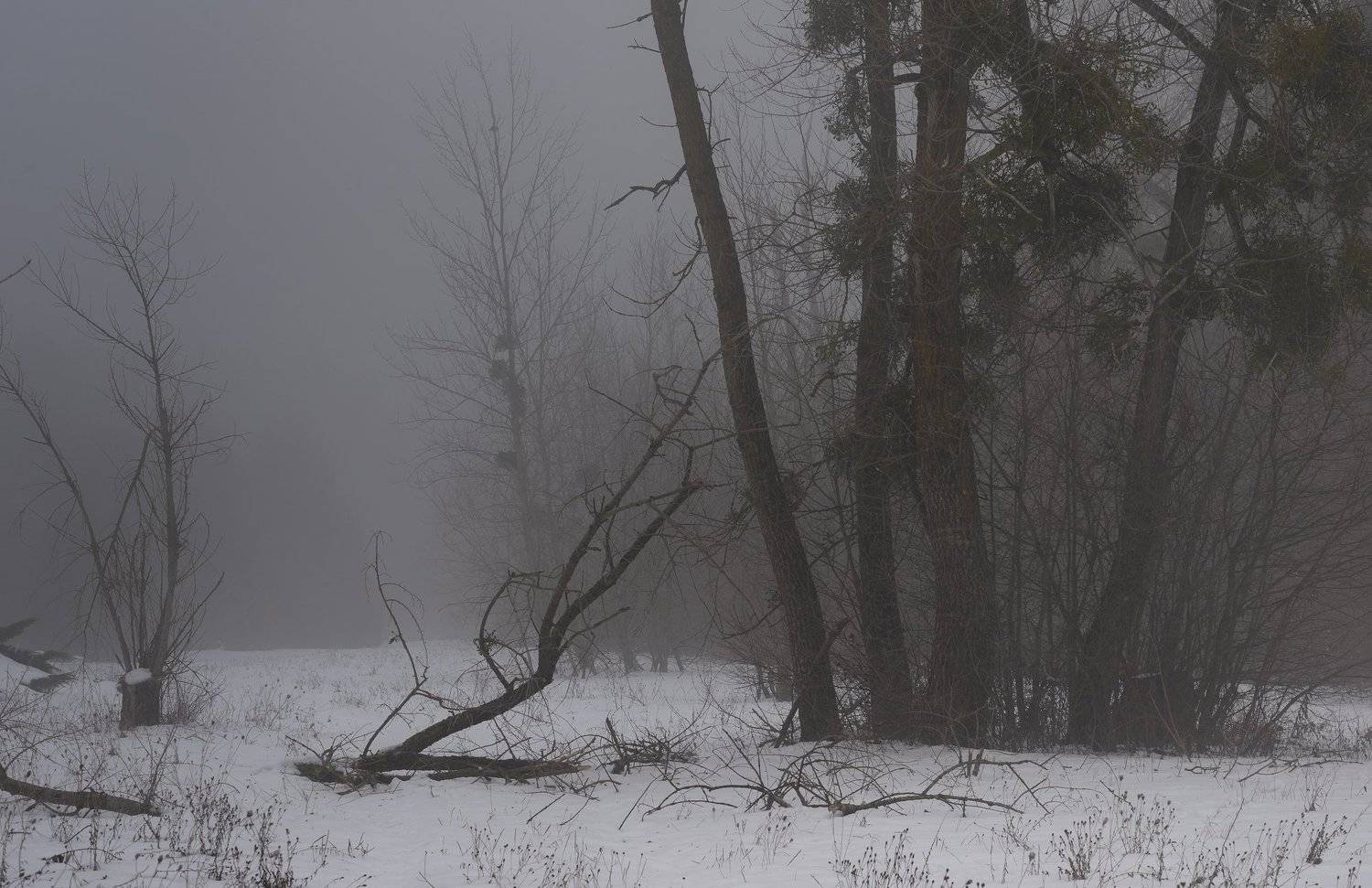 зима лес снег утро туман, Александр Жарников
