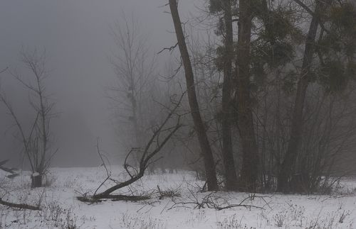 Туманное утро
