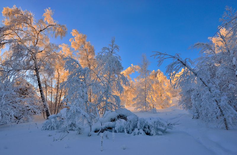 Нежность зимы фото превью