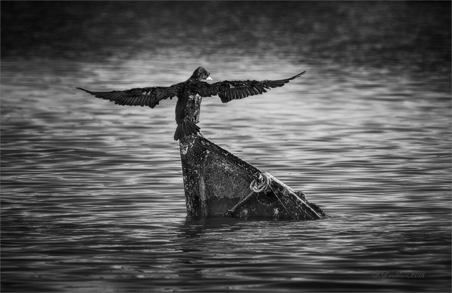 баклан, лодка, вода, закат, фауна, Sergey Drobkov