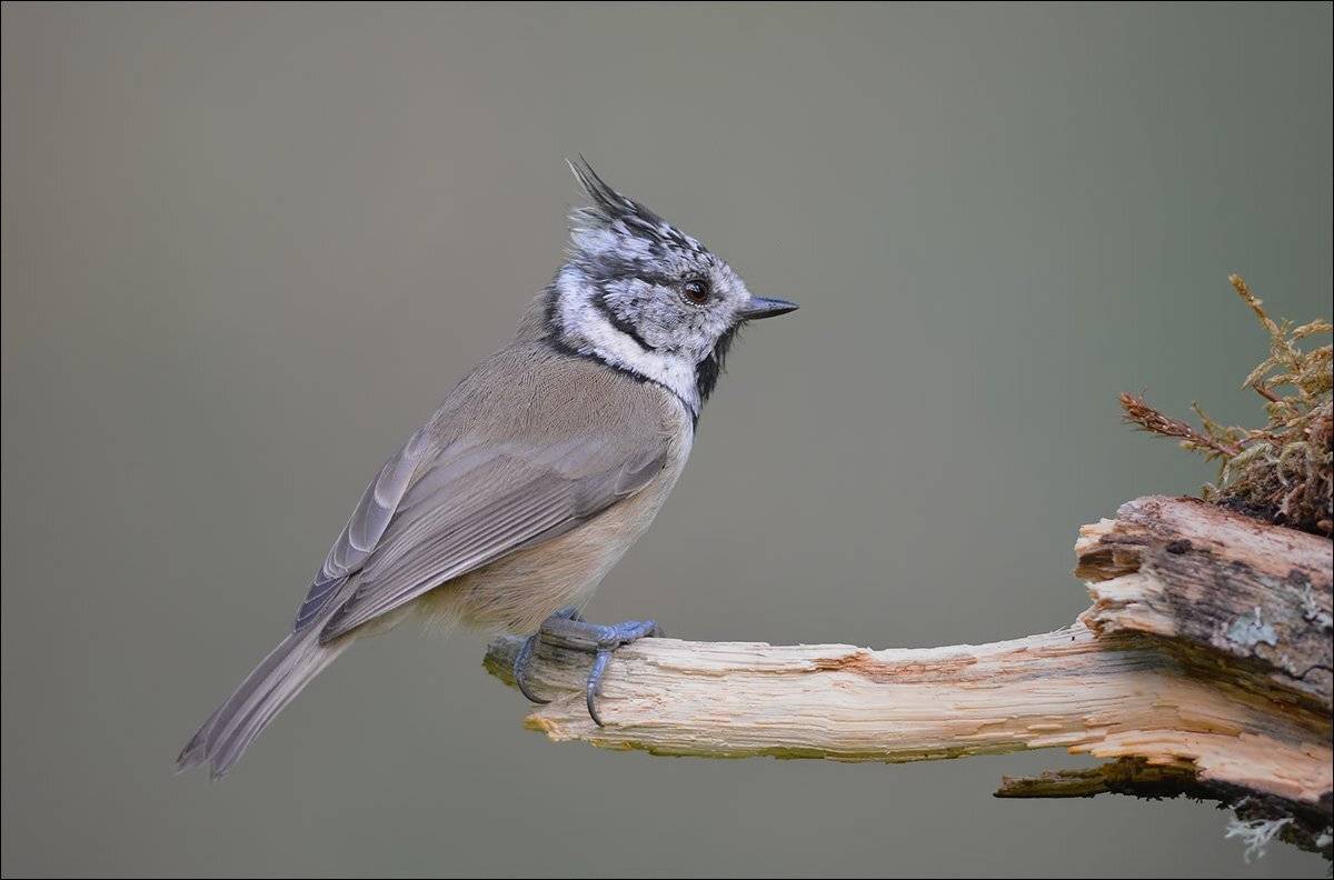 гренадёрка, Андрей Медведев