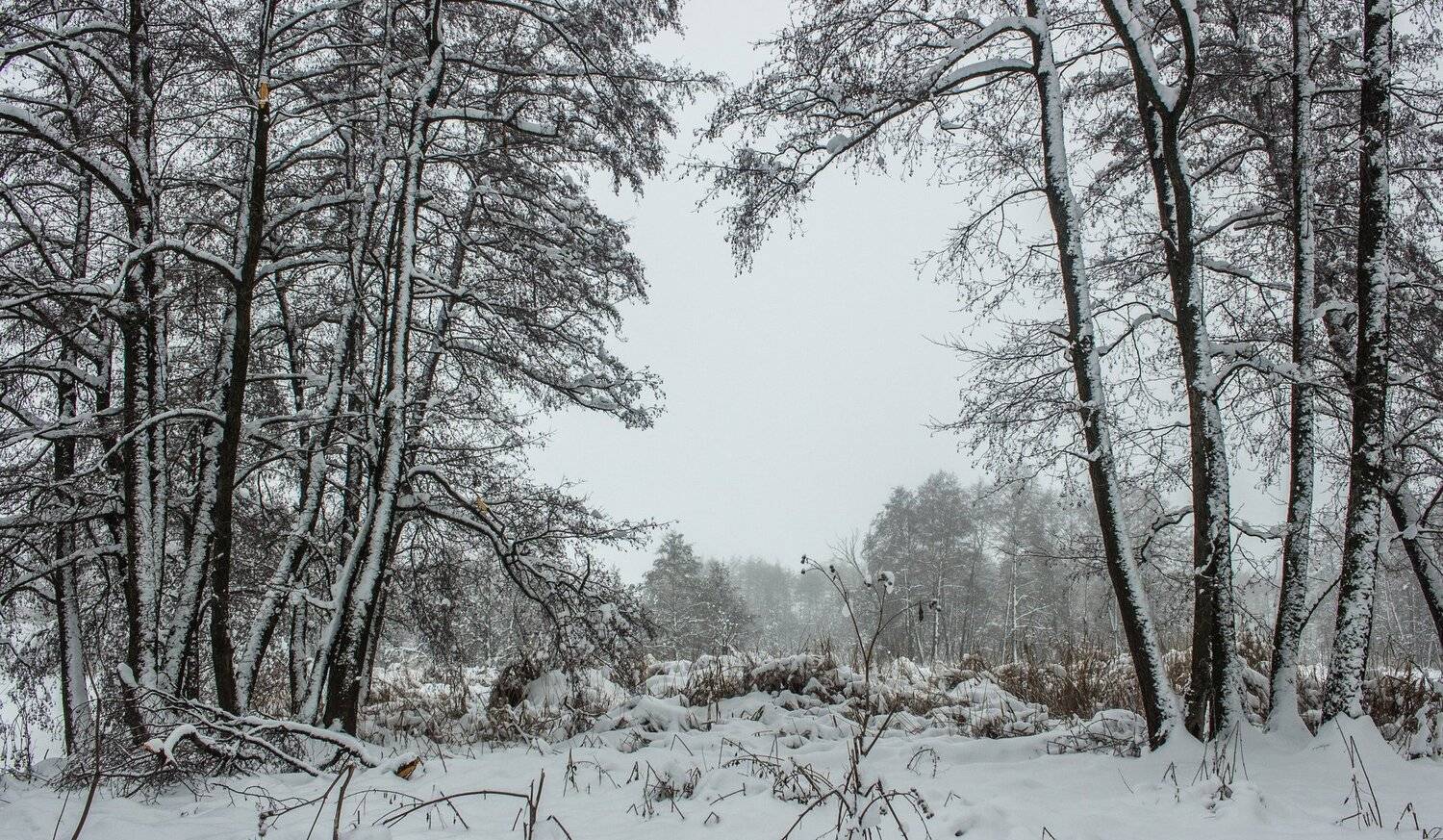 лес, зима, снег, туман, Руслан Востриков
