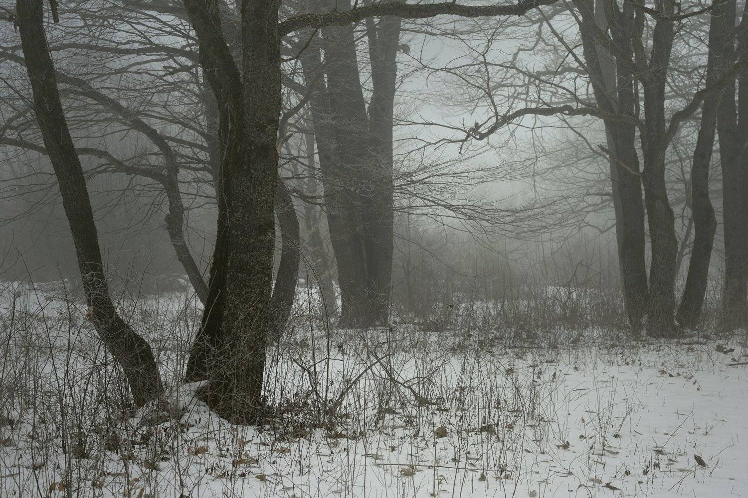 зима лес снег утро туман, Александр Жарников