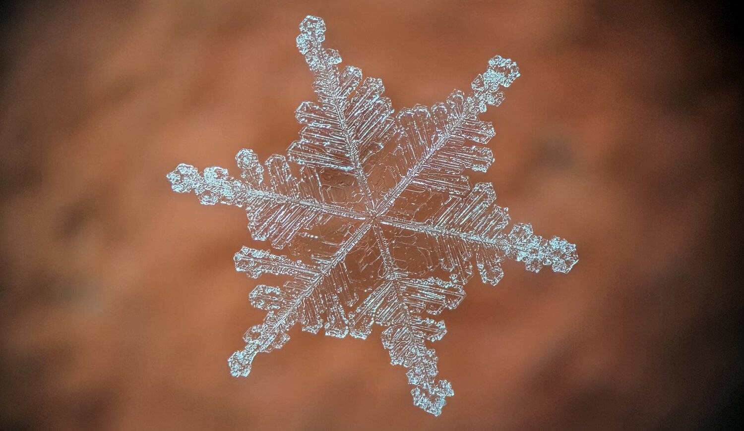 ceclii, macro, extrememacro, Tsvetan Ganev