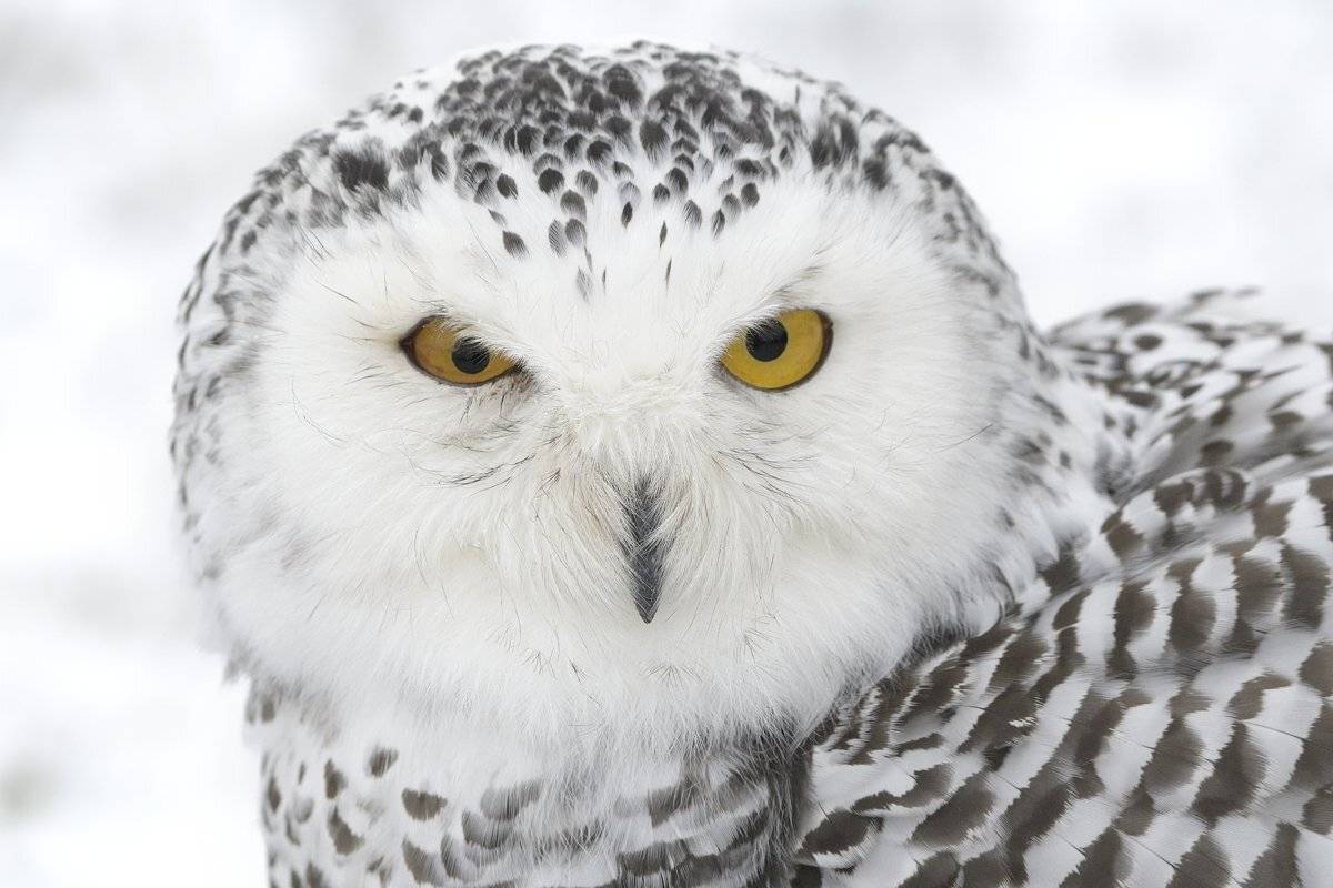 птицы birds, Jaroslav Mego