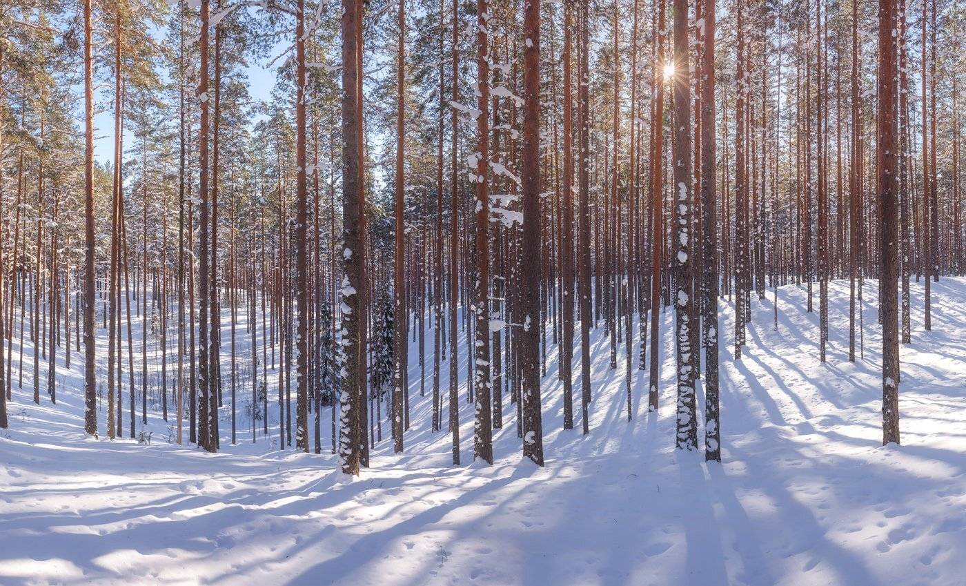 пейзажи ленинградской области, вярямянселькя, озовая гряда, камовые холмы, зима в ленинградской области, март., Арсений Кашкаров
