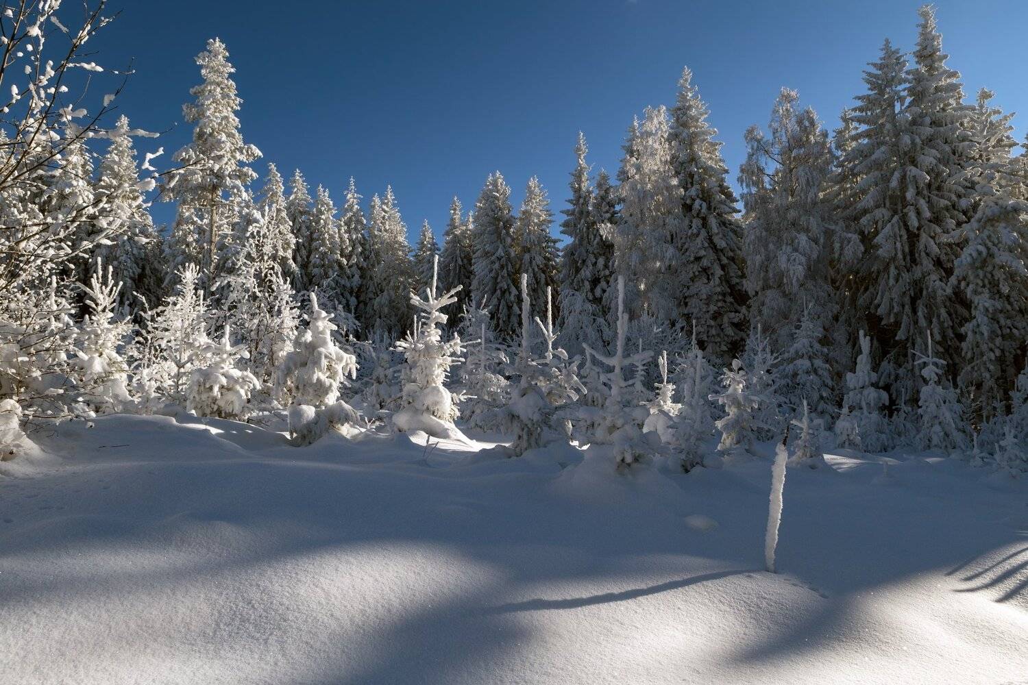 , Александър Сандев