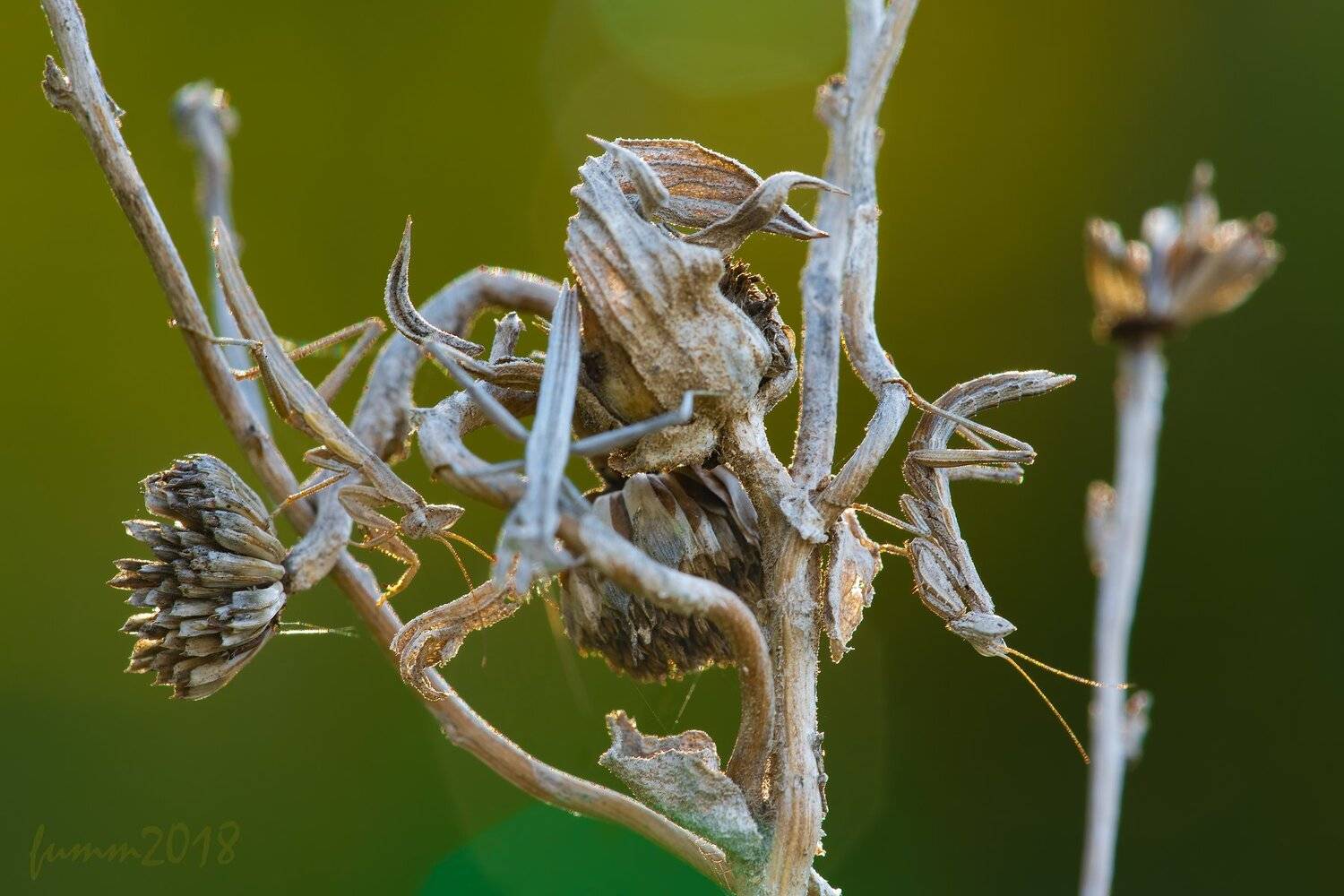 , Игорь ФУММ