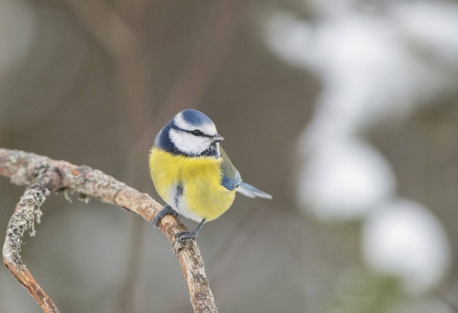 , Юрий Кулаков