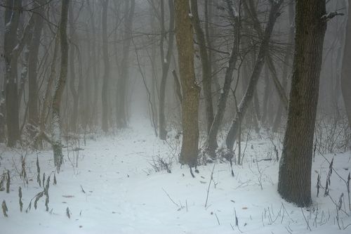 Зимний лес