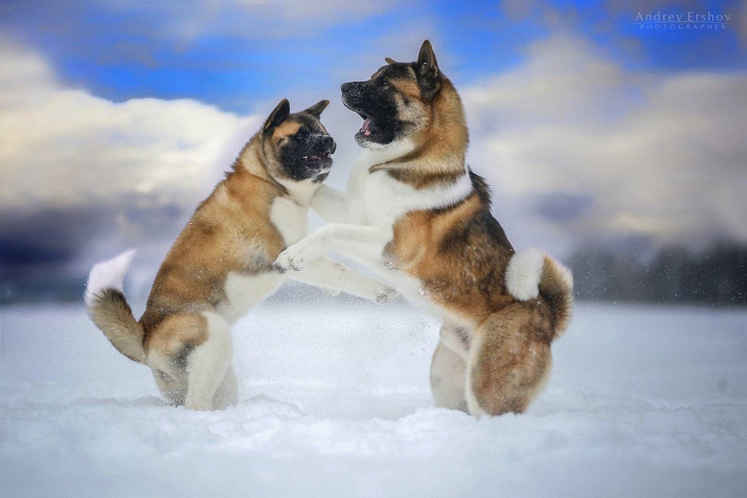 , Андрей Ершов