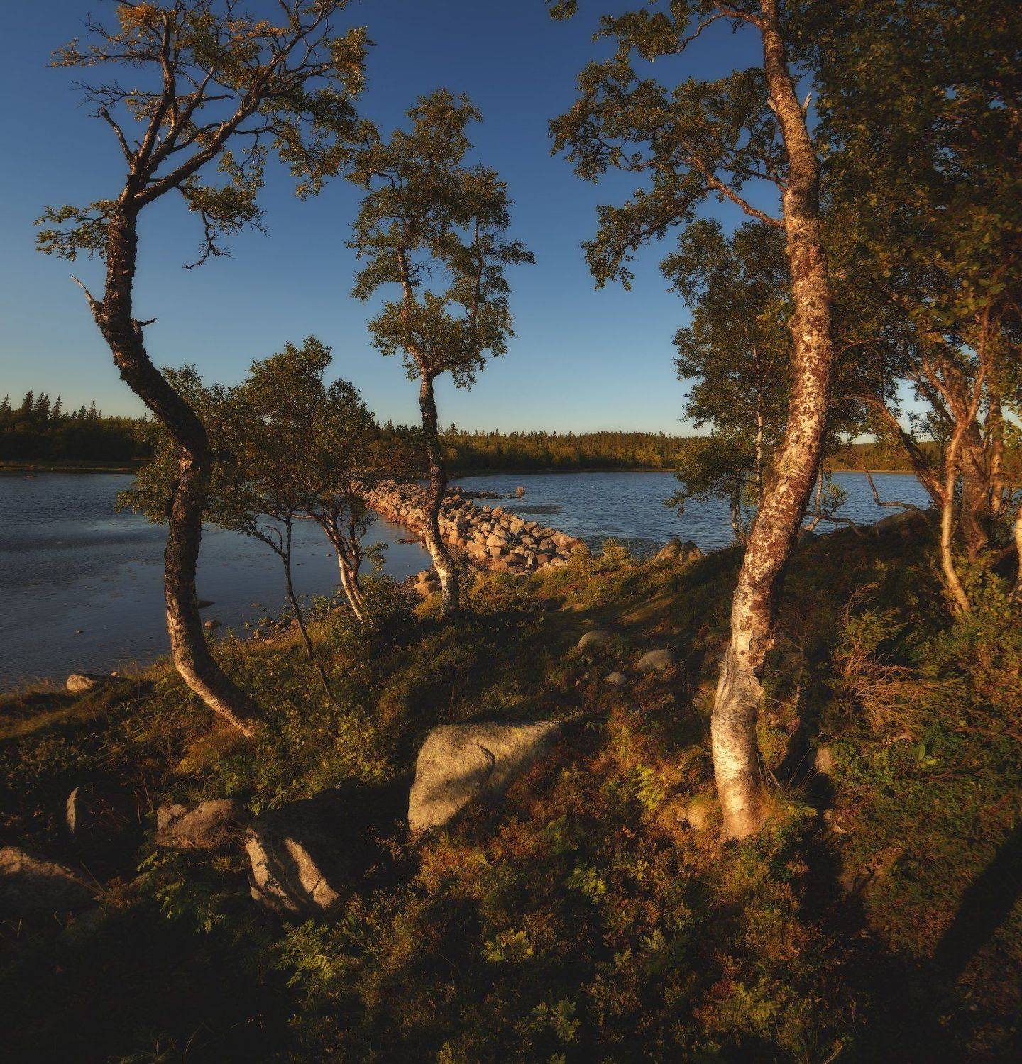 #dervod #drevo #Соловки, Демид Волков