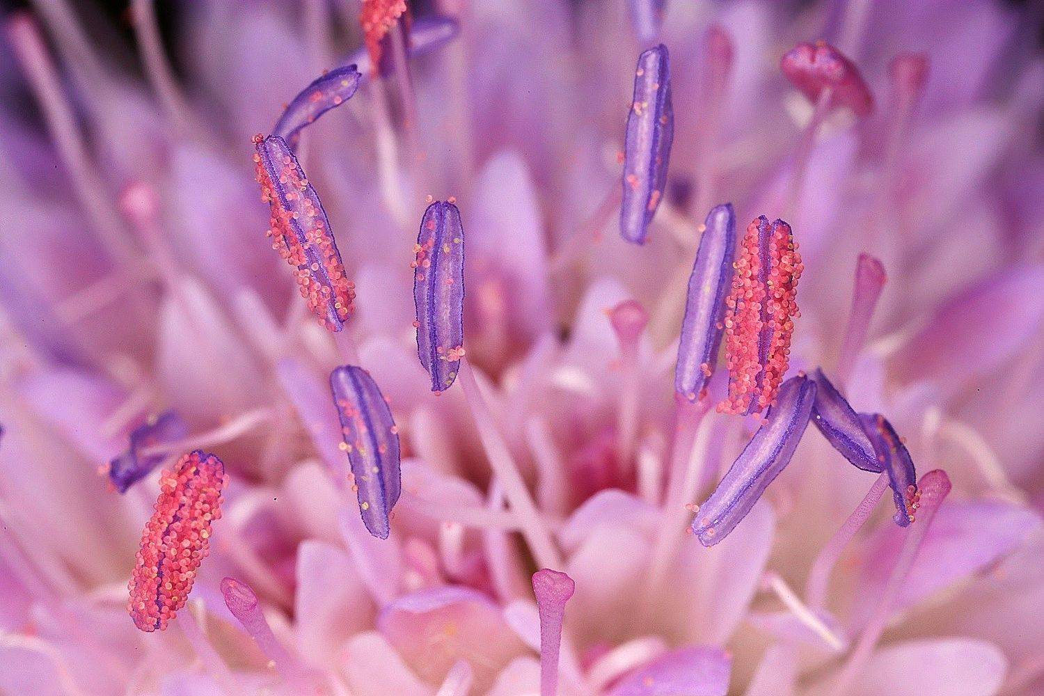 пестик, тычинка, пыльца, короставник, knautia, arvensis, Александр Зорин