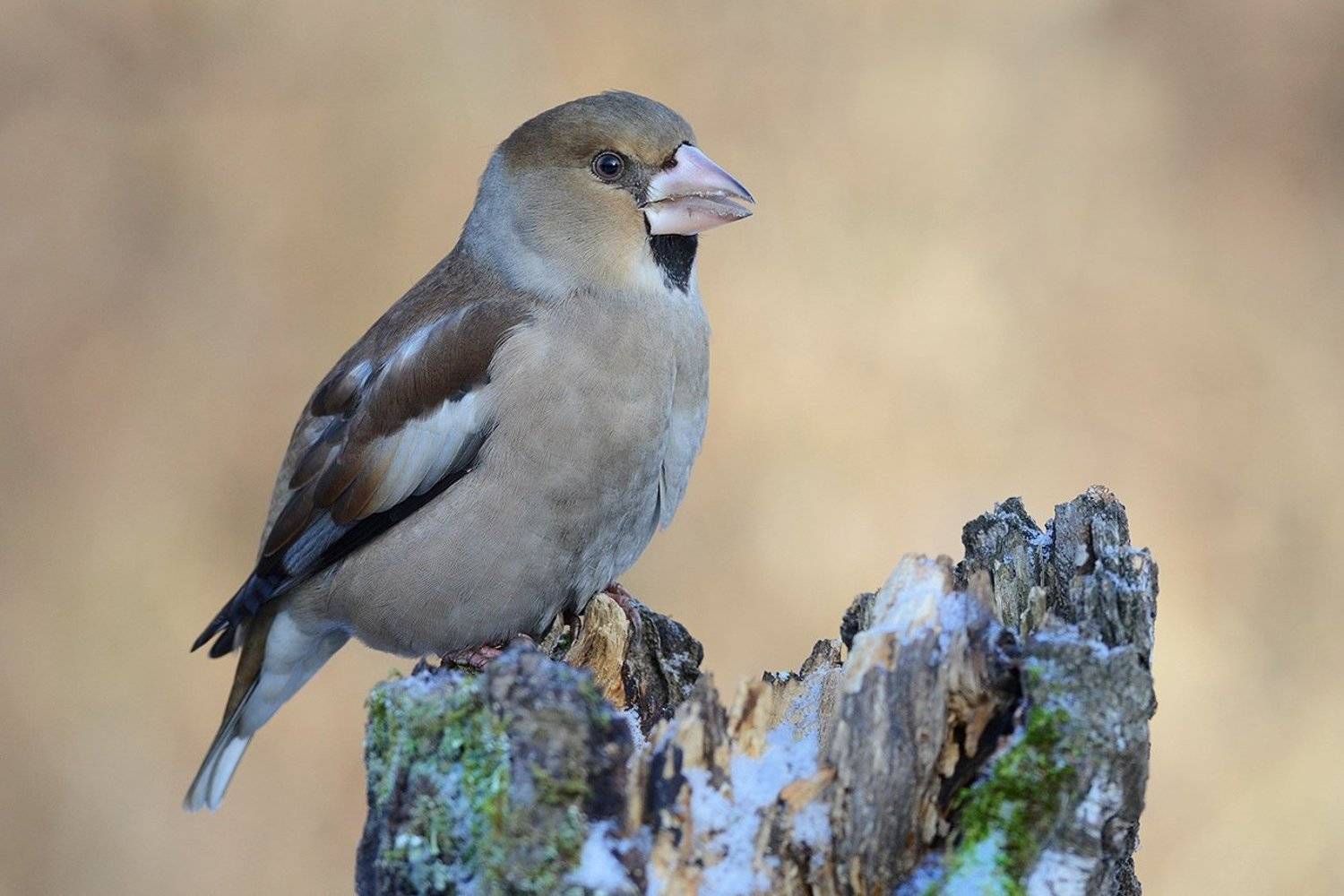 птица,дубонос,самка,пень,зима, Иван