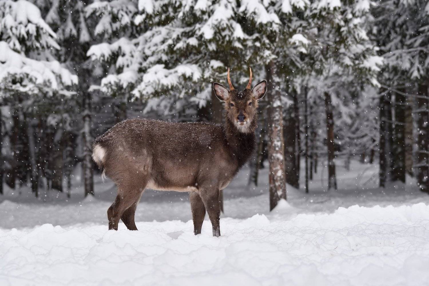 зима,лес,олень, Виталий Полуэктов