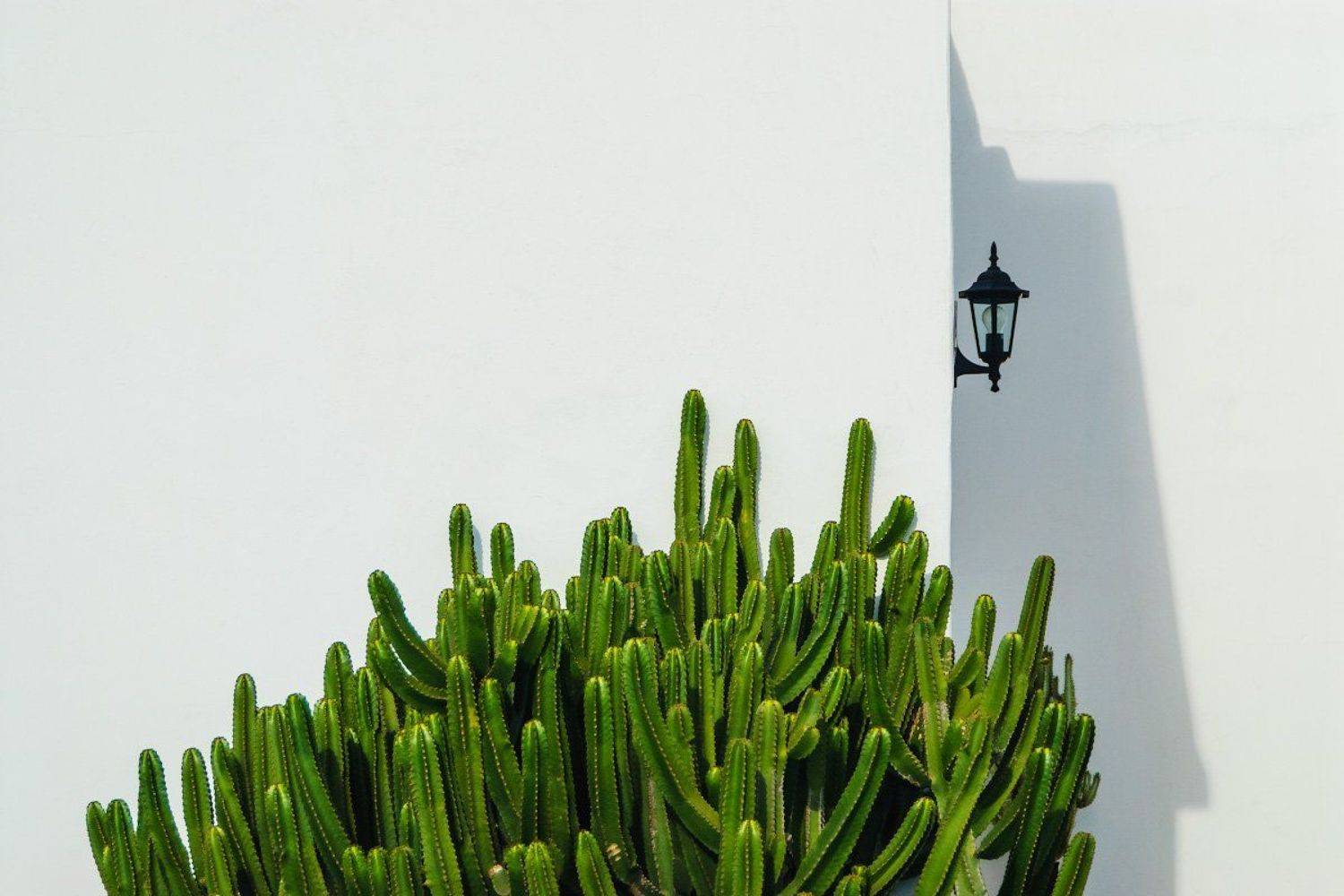 фонарь, кактус, лансароте, канарские острова, Александр Константинов