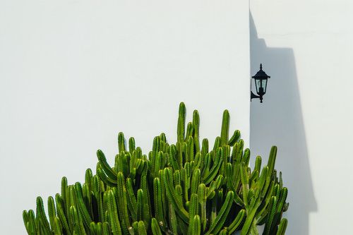 Фонарь и кактус