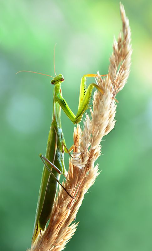 Niewinność... фото превью