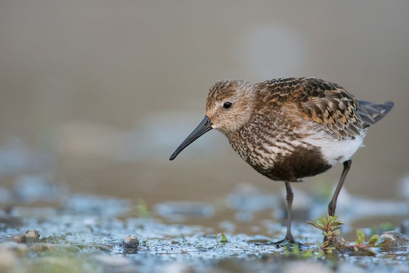 Dunlin фото превью
