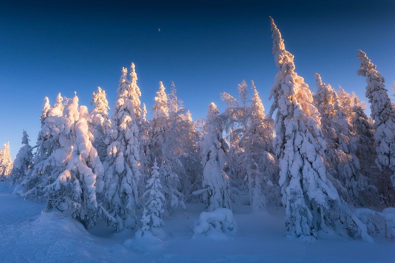 На опушке леса фото превью