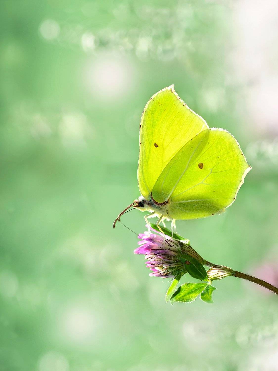 макро, бабочка, лимонница, крушинница, клевер, природа, Чернобай Анна