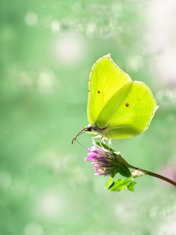 макро, бабочка, лимонница, крушинница, клевер, природа  фото превью