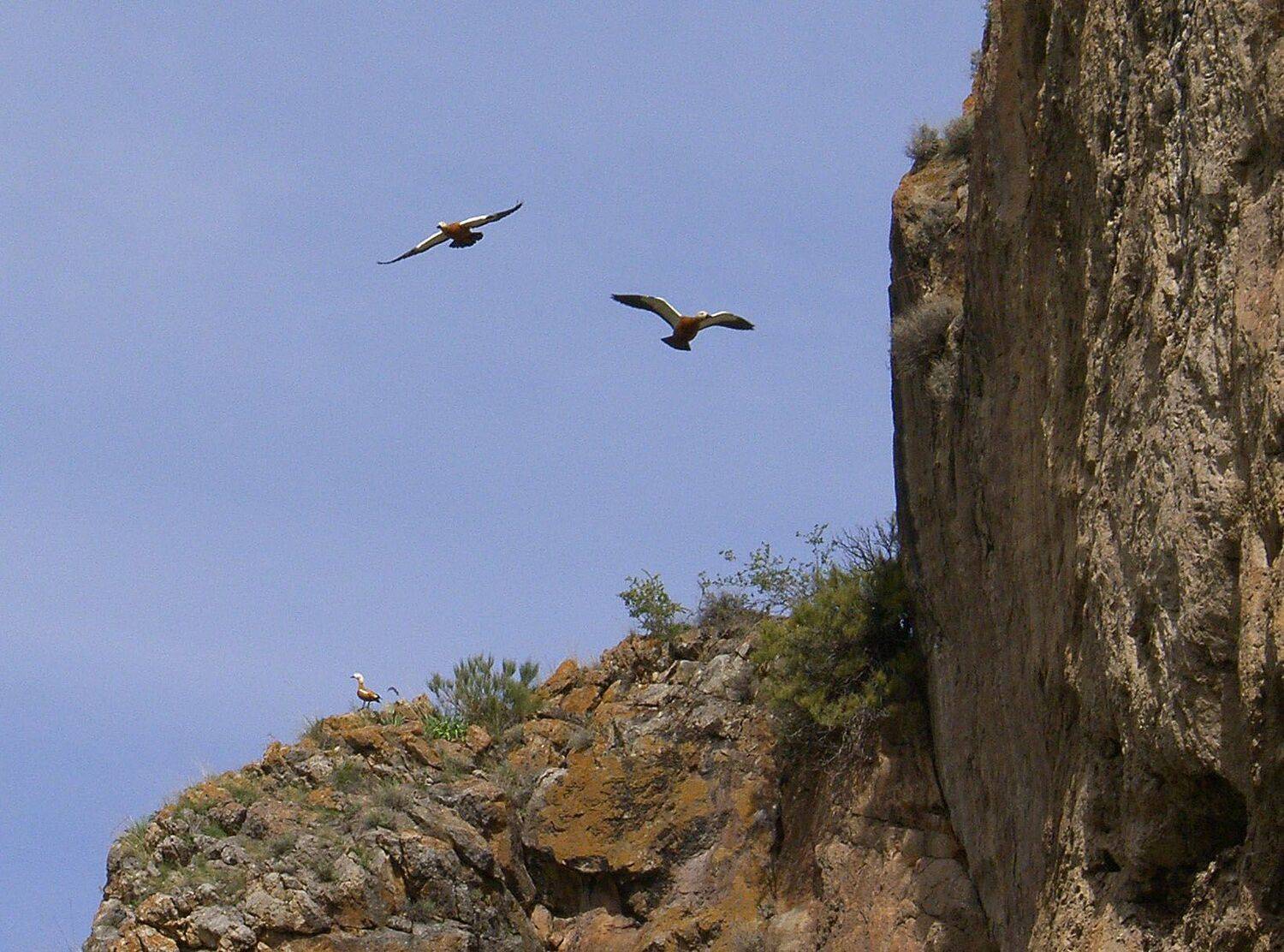 пеганка, огарь, атайка, Борис Резванцев