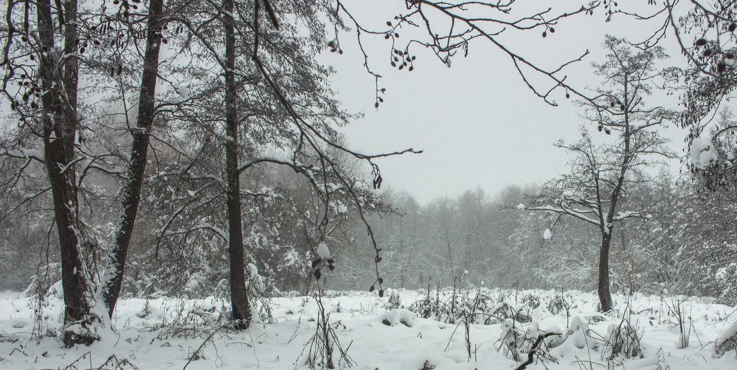 лес, зима, снег, туман, Руслан Востриков