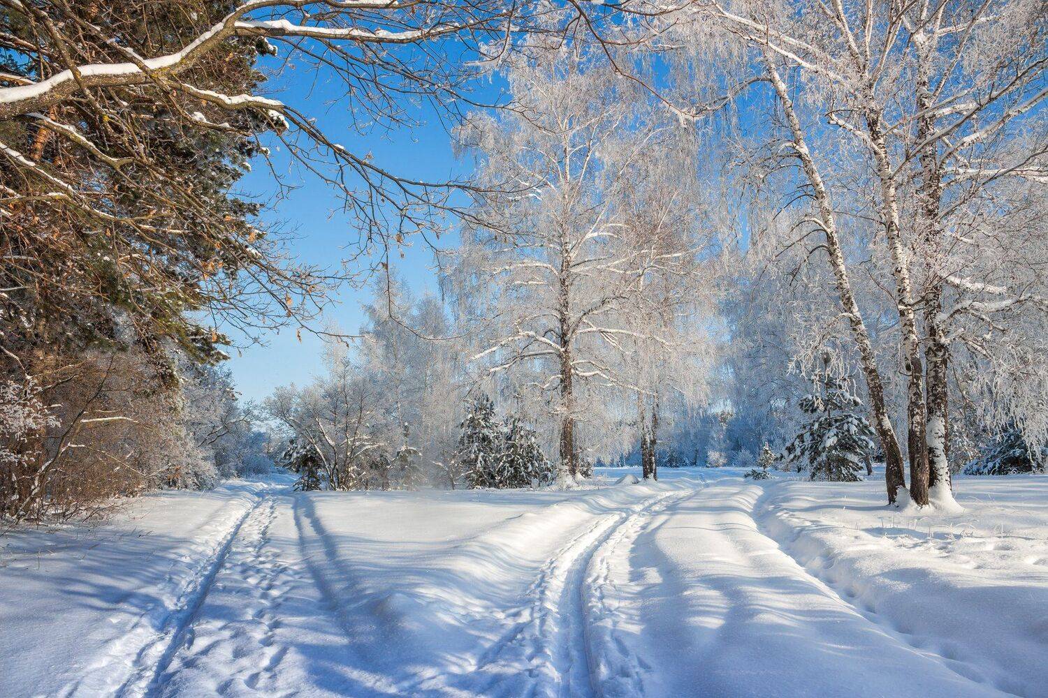 усмань, сосны, снег, рождество, мороз, лес, иней, зима, заповедник, берёзы, Руслан Востриков