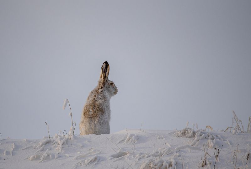 Про зайца... фото превью