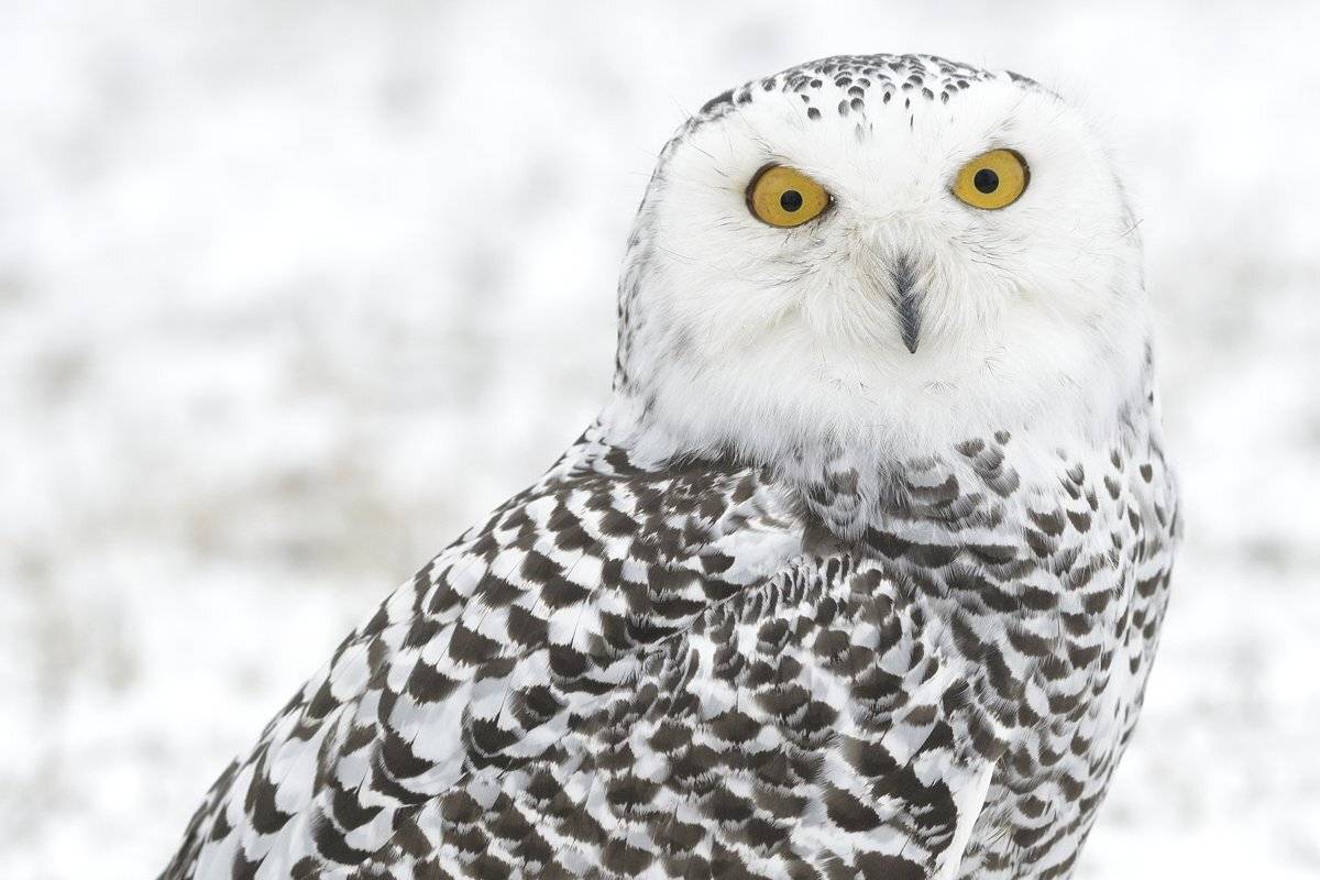 птицы birds, Jaroslav Mego