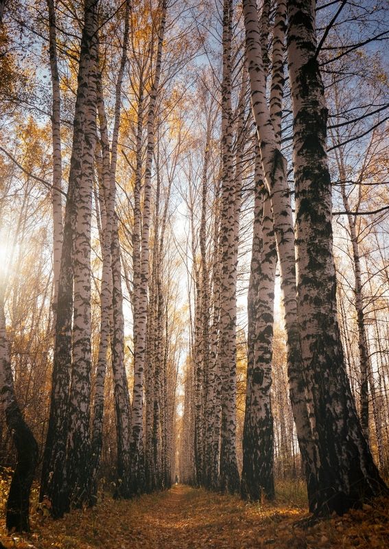 Капризы осени фото превью