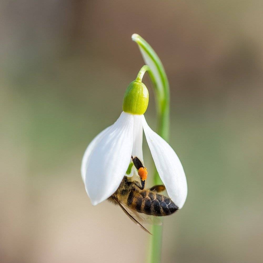 природа, макро, насекомые, растения, перепончатокрылые, пчела, цветы, первоцветы, подснежник, галантус, Александр Земляной