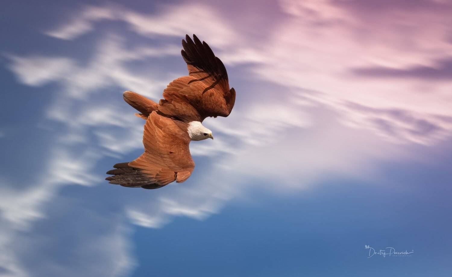 природа, животные, птицы, вьетнам, остров фукок, Дмитрий Посевич