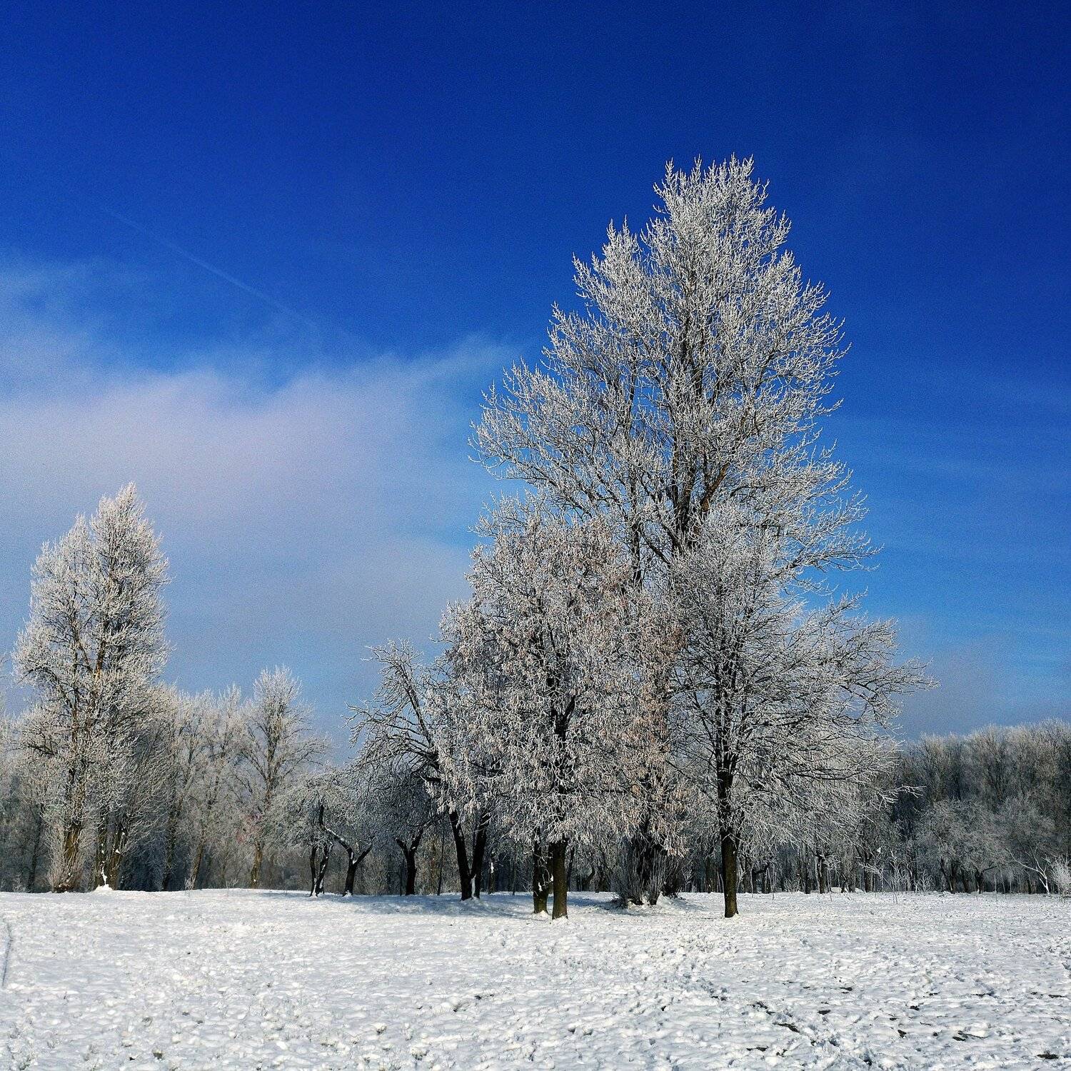 зима, природа, лес, деревья, витебск, беларусь, huawei, помолейко, небо, снег, мороз, winter, nature, forest, trees, vitebsk, belarus, pomoleyko, cold, Павел Помолейко