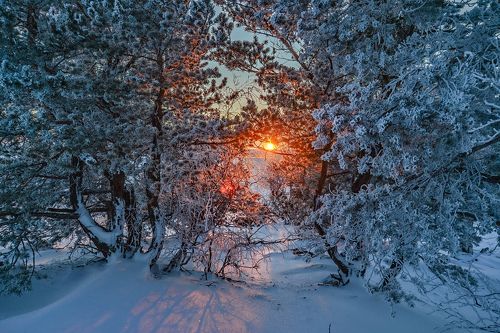 Аленький  цветочек