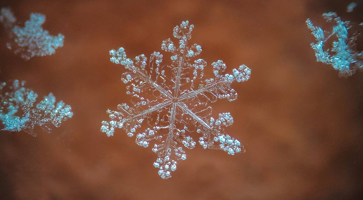 ceclii, macro, extrememacro, Tsvetan Ganev